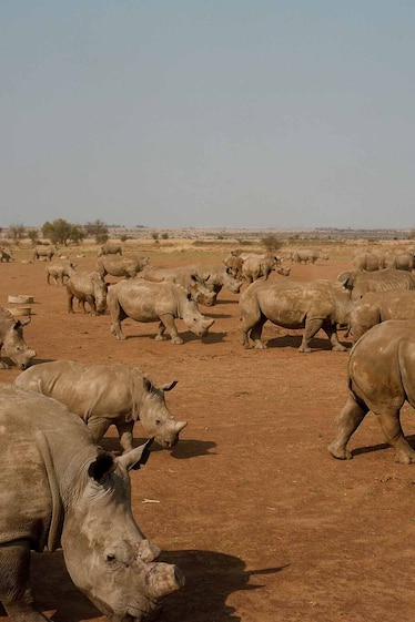 Rhinos graze on John Hume’s land in Klerksdorp, South Africa.