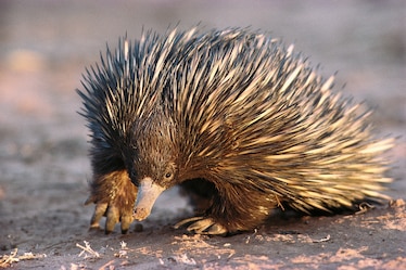 a short-beaked Echidna