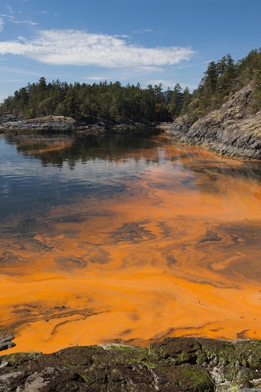 Algal bloom on the ocean.