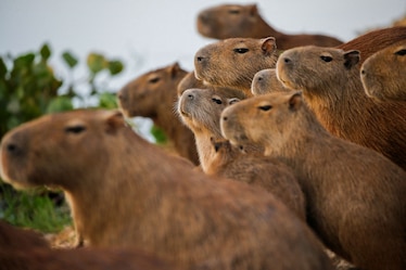 capybaras sitting together in a group near a pond in Venezuela