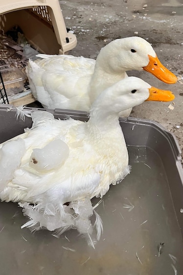 Two ducks stand in small tub of water with ice on their feathers.