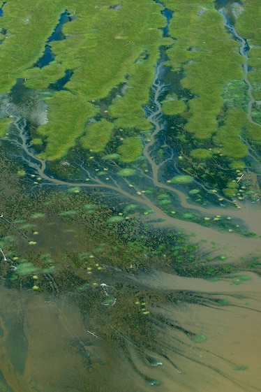 Picture of the Amazon River delta