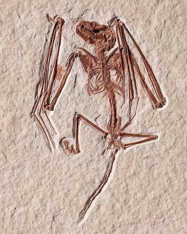 Skeleton of paratype of Icaronycteris gunnelli