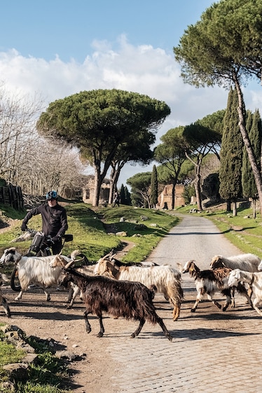 Goats crossing a paved section of Rome's Appian Way, in front of the Mausoleo Circolare.