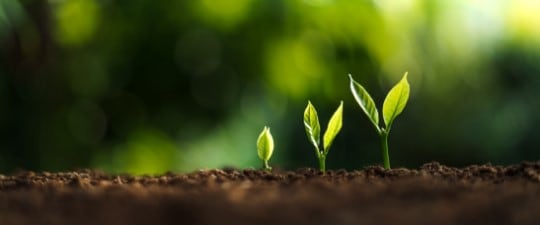 Three plants growing