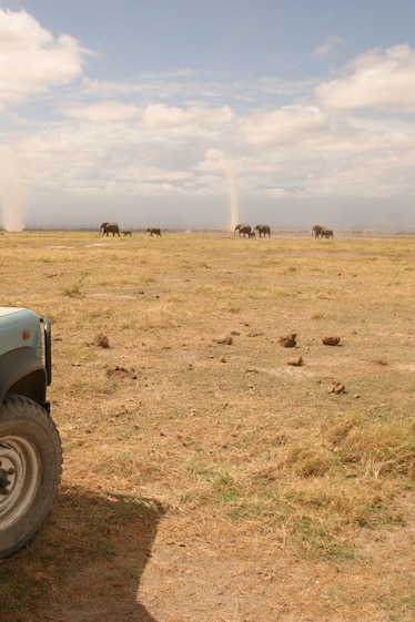 Picture of a person hanging out of a side door in a vehicle while photographing a herd of elephats