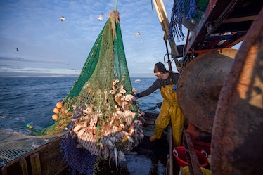 A fisherman hauls in a net full of fish aboard a fishing boat