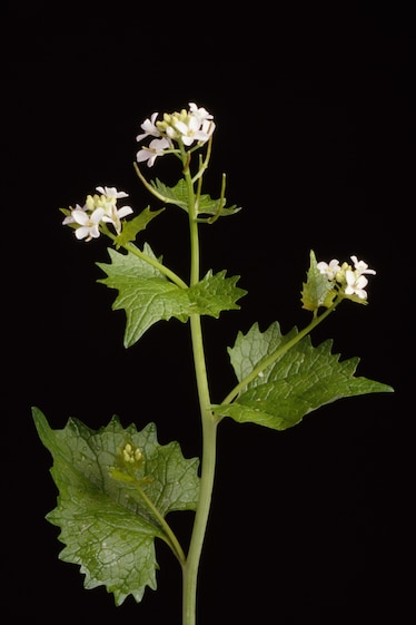 Garlic mustard in bloom (Alliaria petiolata)