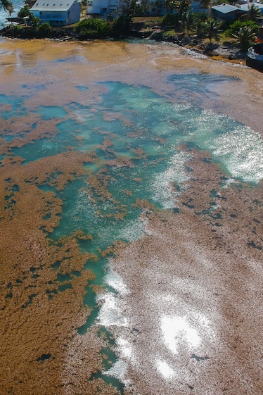 Aerial of sargassum growing off the coasrt of Le Gosier, Guadeloupe.