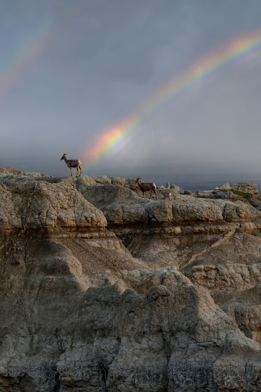 Bighorn sheep and rainbow on a rocky formation at Badlands National Park