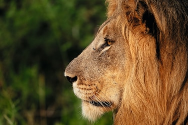 Close up side view of a male lion.