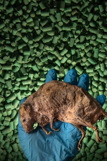 a mummified rat held by two blue gloved hands over green pellet bait