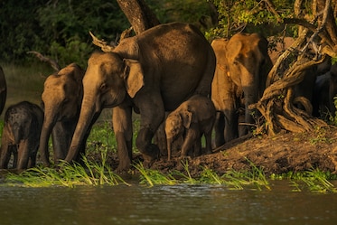 Picture of a group of elephants in a forest approaching a lake