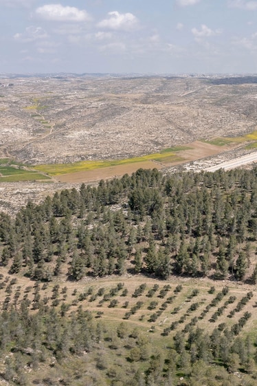 rows of planted forest in a semi aird landscape