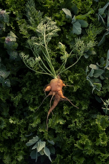 A freshly picked carrot, over a garden bed of frisée endive.