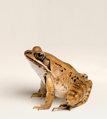 Picture of brown frog on white background