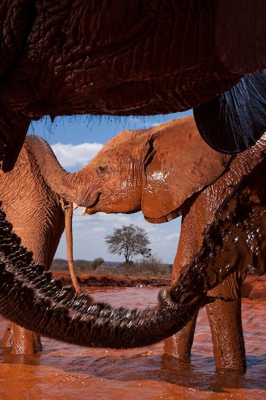 An elephant is framed by the circular motion of another elephants trunk blowing mud.