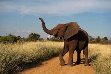 And elephants turns its head showing their profile and lifting their trunk upward on a dirt road surrounded by brush.