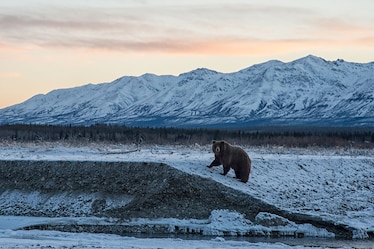 Grizzly Bear walking on a snowy bank with mountain peaks in the background.