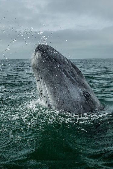 A whale's head breaches the water sending specs flying with a ship in the distance.