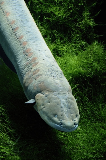 An electric eel (Electrophorus electricus).