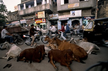 Cows sit together blocking a flurry of traffic.