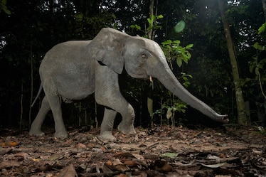 An elephant stretches their trunk out while walking through a forest.