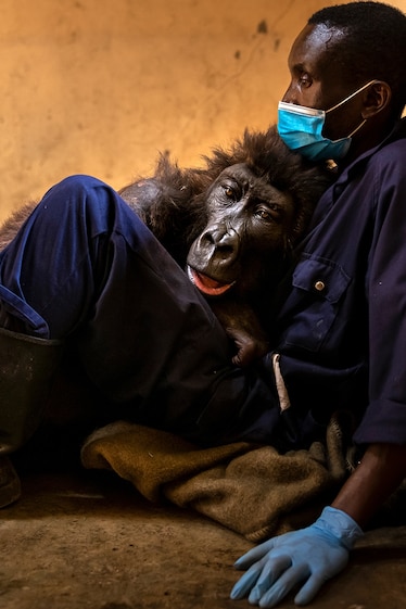 Picture of a sick and dying Ndakasi resting in the lap of a tired looking caregiver.