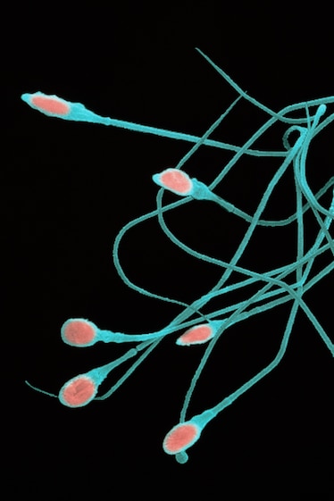 Coloured Scanning Electron Micrograph (SEM) of several mature human sperm