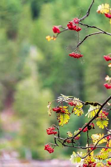 Red berries on a tree against a blurred green backdrop.