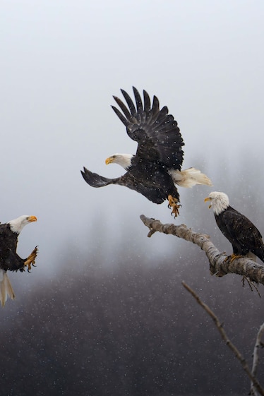 A bald eagle arrives to steal a perch on a tree log that offers a strategic view of the shoreline at the Chilkat Bald Eagle Preserve in Alaska