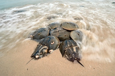 Picture of several horseshoe crabs surrounding one in the middle.