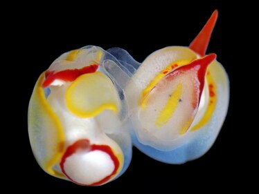 Picture of two translucent slugs with bright yellow, blue and red body parts.