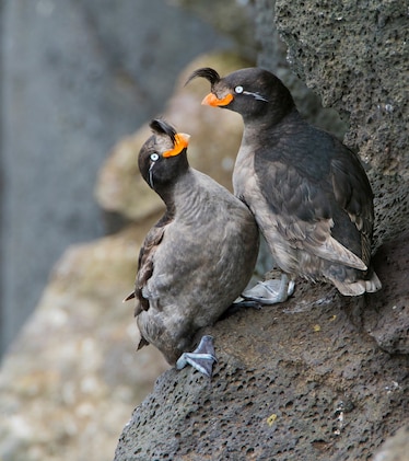 Picture of two grey birds with orange bics interacting while perched on rock.