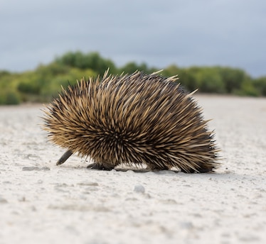 Picture of echidna.