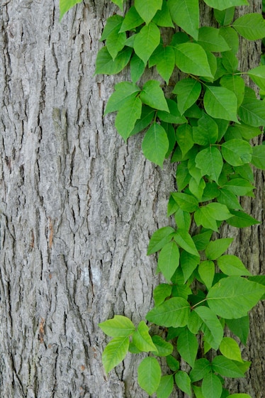 Poison ivy climbing on the tree trunk.