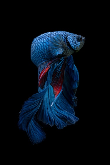 Picture of sapphire blue fish with red accents.