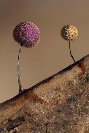 Picture of three colorful balls on stems looking like upside down cherries.