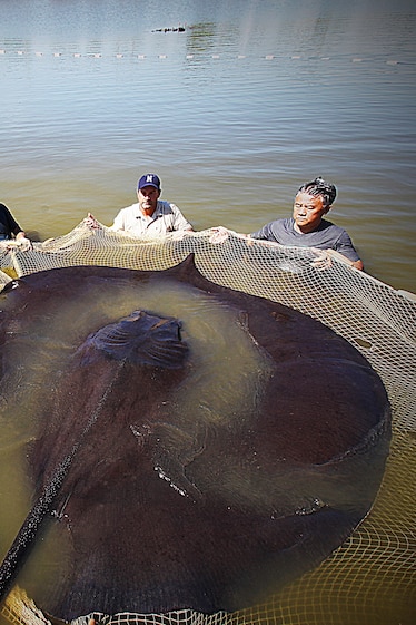 Fisherman hold net with massive stingray encircling the front half.